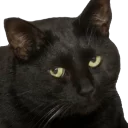 Sticker from Caters Gonna Cate