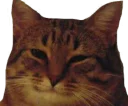 Sticker from Caters Gonna Cate