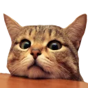 Sticker from Caters Gonna Cate