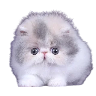 Sticker from Cats, @stickerspupa