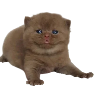 Sticker from Cats, @stickerspupa