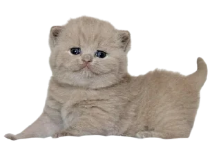 Sticker from Cats, @stickerspupa