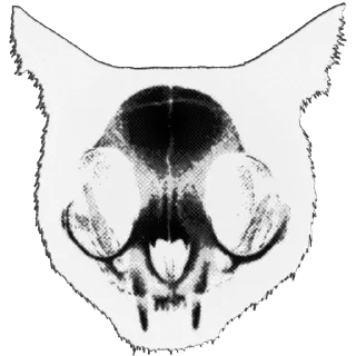 🌟 emoji 𝐌𝐂𝐌𝐗𝐂𝐈𝐗☜𝕯𝖆𝖗𝓴𝖛𝖊𝖗𝖘𝖊 Telegram sticker 5 of 39