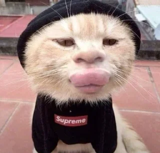 Sticker from Коты