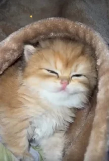 🌟 emoji Пушистики🥰 Telegram sticker 16 of 120