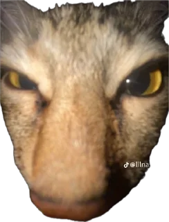 Sticker from Cats