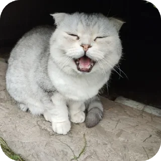 Sticker from Котики @The_Pako