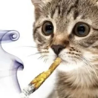 🚬 emoji random @ixlyves Telegram sticker 16 of 78