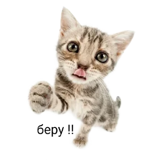 Sticker from ۰. ݁⸙ animals ִֶָ by @m2e58l