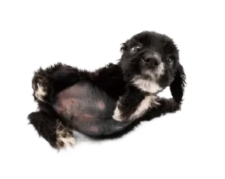 Sticker from ۰. ݁⸙ animals ִֶָ by @m2e58l