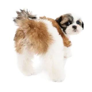 Sticker from ۰. ݁⸙ animals ִֶָ by @m2e58l