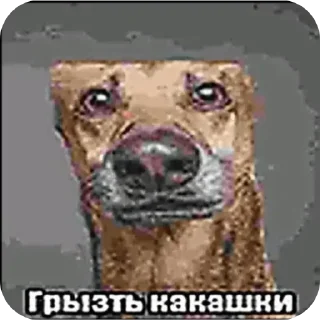 Sticker from моча