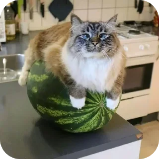Sticker from моча