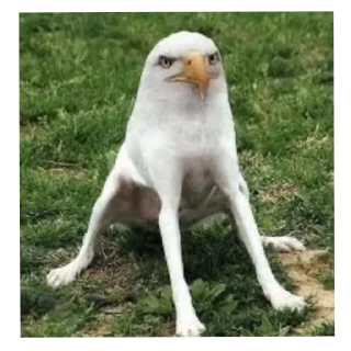 😠 emoji сумошешие животные Telegram sticker 13 of 32
