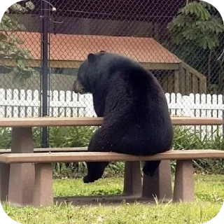 Sticker from Bear @volterc