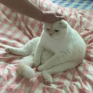 🌟 emoji коты🌷 Telegram sticker 10 of 16