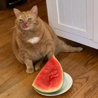 🌟 emoji коты🌷 Telegram sticker 5 of 16