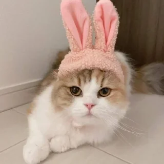 🌟 emoji коты🌷 Telegram sticker 15 of 16