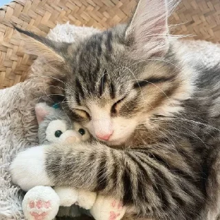 Sticker from коты🌷