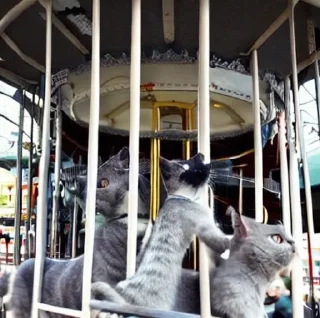 Sticker from CATS