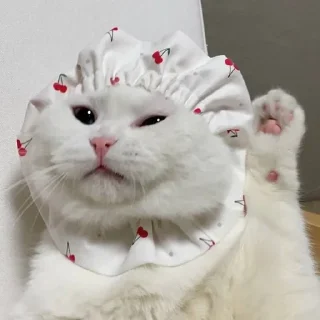 🌟 emoji коты🌷 Telegram sticker 11 of 16