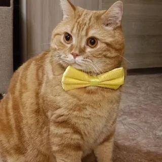 🌟 emoji коты🌷 Telegram sticker 7 of 16