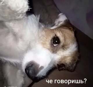 Sticker from ника жопа
