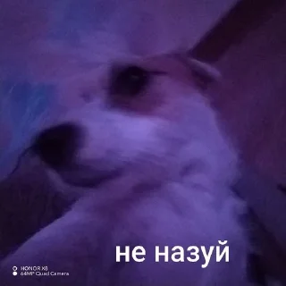 Sticker from ника жопа