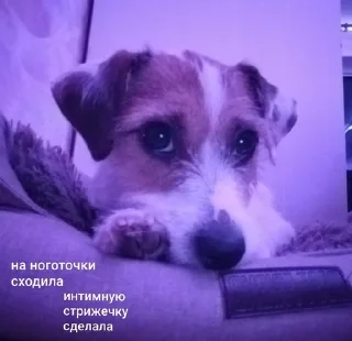 Sticker from ника жопа