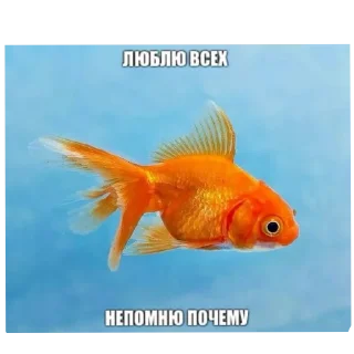 🍲 emoji Рыбки Telegram sticker 15 of 45