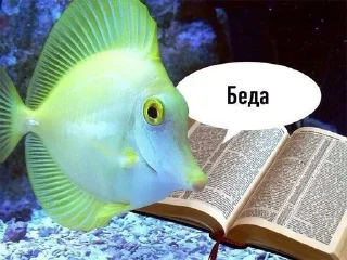 🐟 emoji Рыбки Telegram sticker 12 of 45
