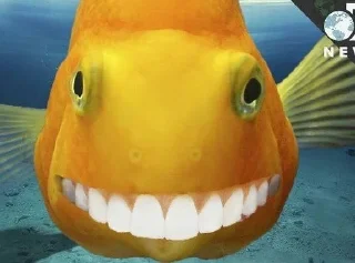 🐟 emoji Рыбки Telegram sticker 1 of 45
