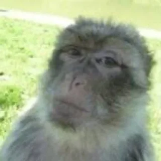 Sticker from monkey core