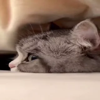 Sticker from cats