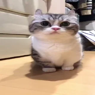 Sticker from cats