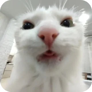 Sticker from meow🐱