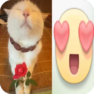 😍 emoji carrs:: @lelelevika Telegram sticker 23 of 108
