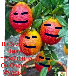 Sticker from Жизнь Вадима