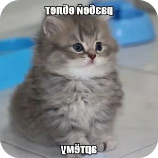 🐱 emoji Стикеры вадима ещкере от @Hellon42 Telegram sticker 2 of 7