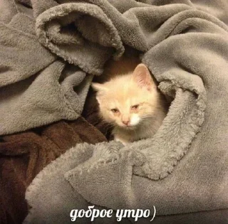 🤯 emoji Я гуль тру дота sss+ Telegram sticker 16 of 42