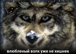 🌟 emoji волки Telegram sticker 13 of 17