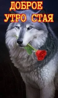Sticker from волки