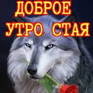 🌟 emoji волки Telegram sticker 17 of 17