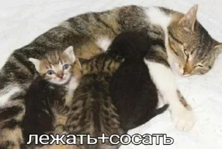 Sticker from Ляси тяси
