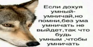 Sticker from wolves