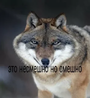 🌟 emoji волки Telegram sticker 5 of 17