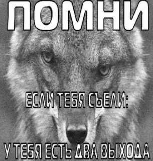🌟 emoji волки Telegram sticker 6 of 17