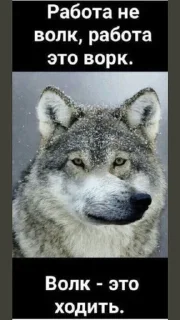 Sticker from wolves