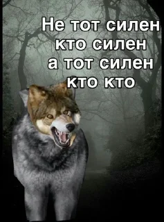 🌟 emoji волки Telegram sticker 15 of 17