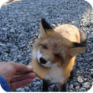 Sticker from Лисы @foxgreyfr